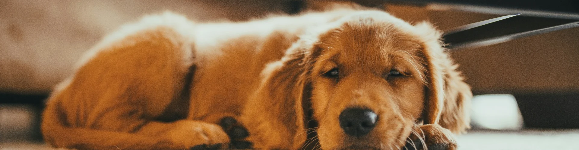 Pets Allowed Featured Accommodations | Verve Vacation Rentals - Alloggio